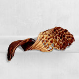 Cadmiae