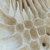 Angulus