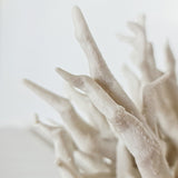 In Ventum Porcelain